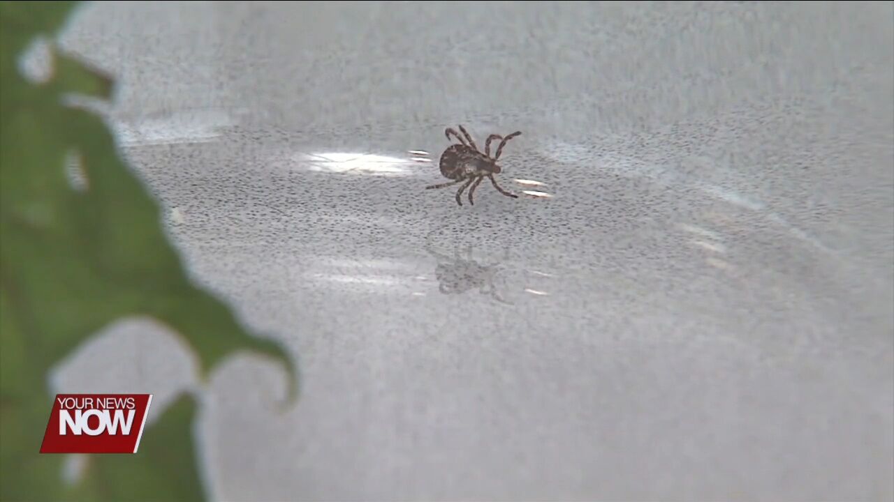 Tips on spotting and removing ticks
